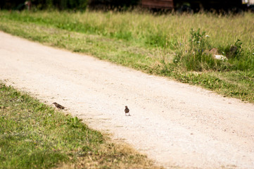 Starling birds walking down country road