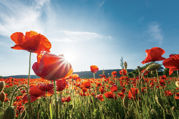 poppy field on a sunny afternoon. beautiful countryside with red flowers in mountains. bright blue sky with fluffy clouds. summer outdoors happy days memories concept - Powered by Adobe