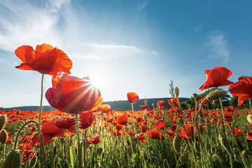 Fototapeten Mohnfeld an einem sonnigen Nachmittag. schöne Landschaft mit roten Blumen in den Bergen. strahlend blauer Himmel mit flauschigen Wolken. sommer im freien glückliche tage erinnerungen konzept © Pellinni
