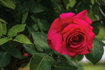 rose blossom in the garden. beautiful red flower close up