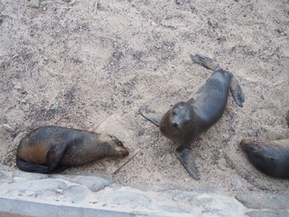 Sea lions relaxing on the beach, San Cristobal Island (Isla de San Cristóbal) is one of the Galápagos Islands, Ecuador
