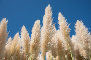 Reed against blue sky.