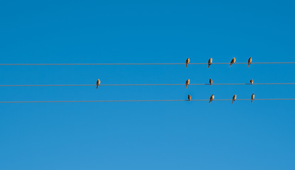 Small birds on wires. Join our team concept.