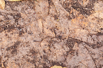 leaves lying at the footpath