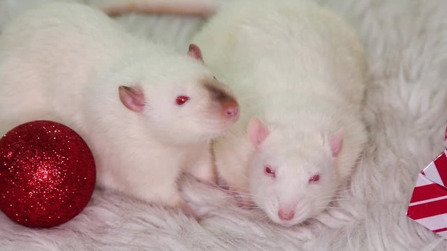Two white rats lie on a fur carpet with Christmas toys, gifts and balls.