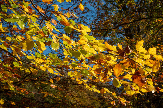 Herbstlicher Laubwald