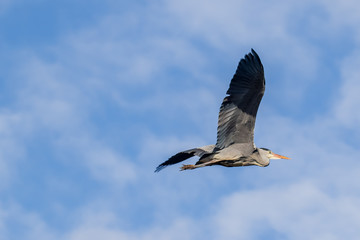 Grey Heron in flight