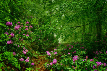 flowers in the garden