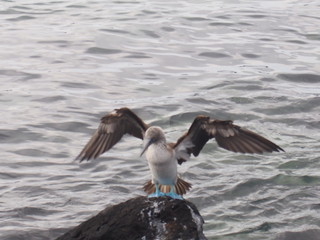 Blue-footed booby (Sula nebouxii) on a rock, San Cristobal Island (Isla de San Cristóbal) is one of the Galápagos Islands, Ecuador
