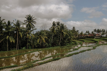 Flooded rice fields in Bali Indonesia
