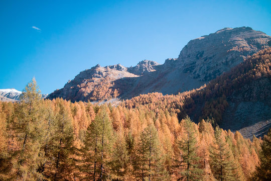 Mountains & Forest
