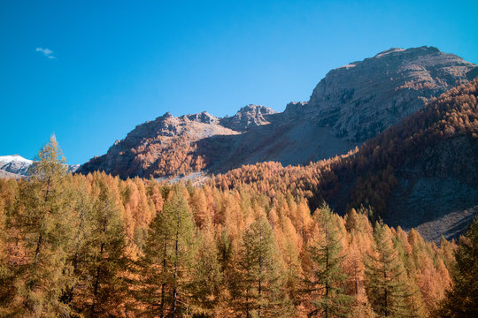 Mountains & Forest