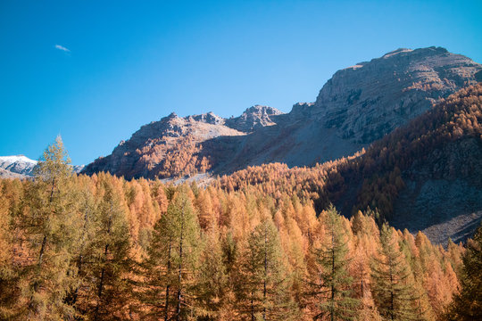 Mountains & Forest