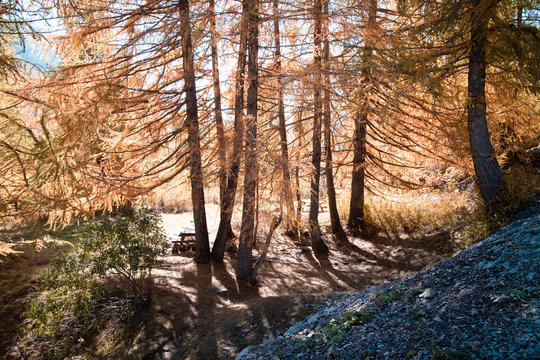 Road And Trees Autumns