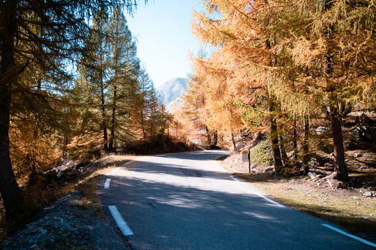 Road And Trees Autumns