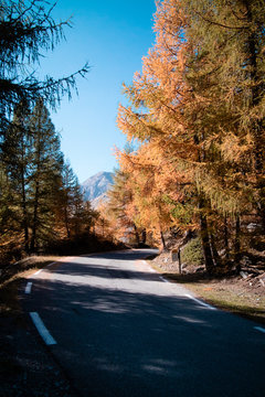 Road And Trees Autumns