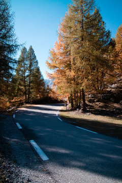 Road And Trees Autumns