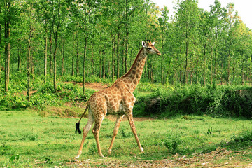 A giraffe looking and listening.