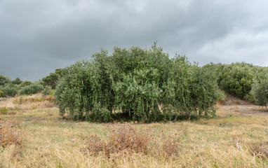 Huge old olive tree in the middle of field.