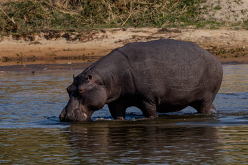 A Hippopotatamus at the Banks of the Kavongo River in the Kavango Rregion of Namibia