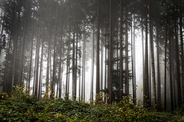 Foggy conifer forest in autumn with high trees and a green copse foreground