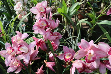 Orchid Cymbidium commonly known as boat orchids a genus of evergreen flowering plants in the orchid family Orchidaceae.The flowers are arranged on an unbranched flowering stem.