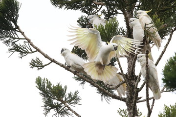 Sulphur-Crested Cockatoo (Cacatua galerita), Queensland Australia