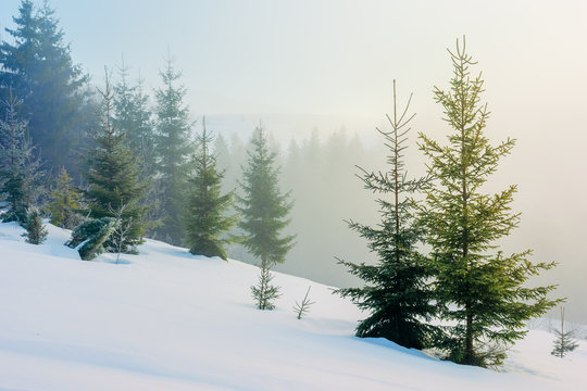 winter fairy tale landscape in mountains. beautiful nature scenery with coniferous forest in fog and some spruce trees on the snow covered slope. wonderful Christmas mood on misty morning