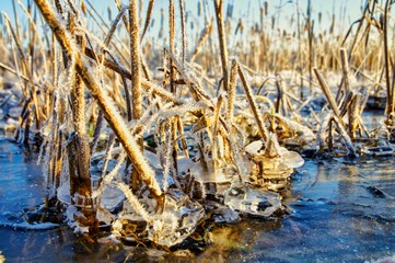 reeds in water