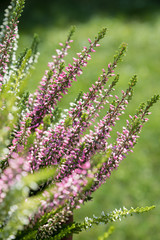 calluna vulgaris perennial plant
