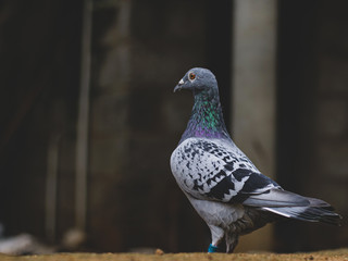 pigeon