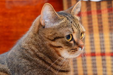 Профиль кота