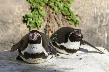 penguins about to fly away