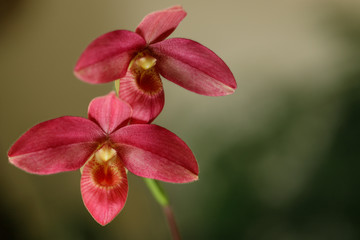 Beautiful two red orchids flowers. Variety Phragmipedium Andean Fire. Home flowering. Blurred background.