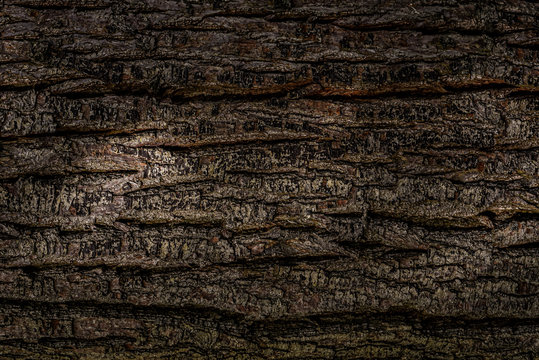 Tree back background texture wallpaper 