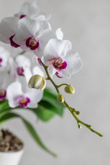 A flowering nice multi-flowered white orchid with purple lip of the genus Phalaenopsis. Flowers and buds. On a grey blurred background