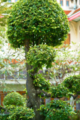 Tropical tree. Abstarct nature background.