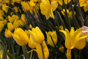 Obraz premium Beautiful tulip yellow flowers inside the garden. Select focus.