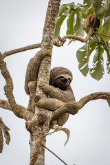 Drei Zehen Faultier sitzt im Baum © Markus
