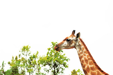 A giraffe looking and listening.