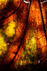Macro Close Up of a Winter Fallen Leaf Rotting Abstract Background