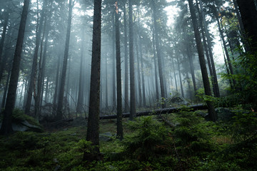 Poland forest with fog and soft light, Stolowe gory, Poland