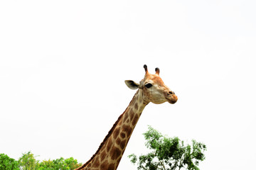Fototapeta premium A giraffe looking and listening.