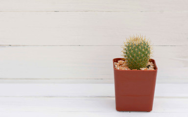 Cactus on a white wood floor