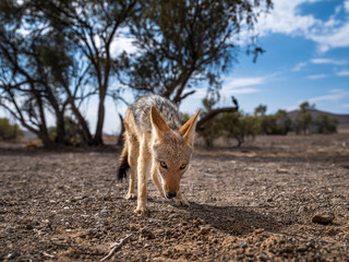 Jackal portrait from Damaraland in Namibia.