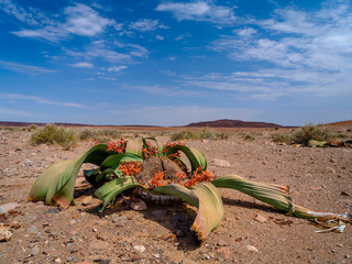 Welwitschia mirabilis in Damaraland desert - Namibia.
