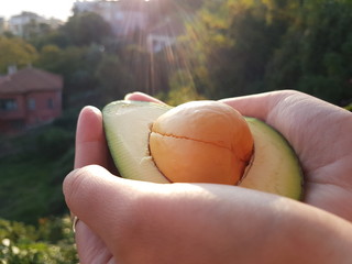 Fresh Avocado in the hands in sunlight. Sunrise.