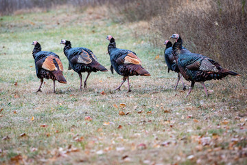 Eastern wild turkeys with a couple red phase in Wisconsin © mtatman
