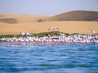 Flamingos in desert lagune - Skeleton Coast National Park - Namibia