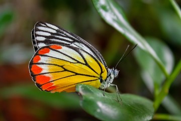 Fototapeta na wymiar Beautiful butterfly on leaf blurred natural view background 